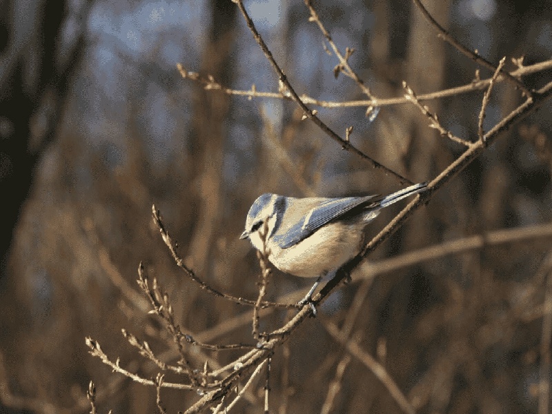 北京单亲试管医院（豪门做试管的很少）